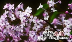 丁香的花语是什么意思 丁香花的花语是什么意思
