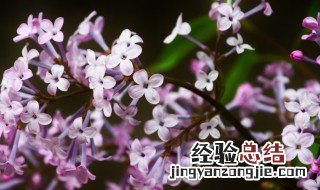 丁香的花语是什么意思 丁香花的花语是什么意思