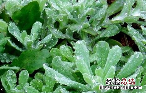 清明菜的种植方法和技术 清明菜的种植方法