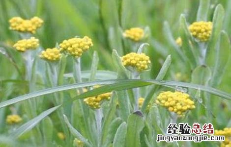 清明菜的种植方法和技术 清明菜的种植方法