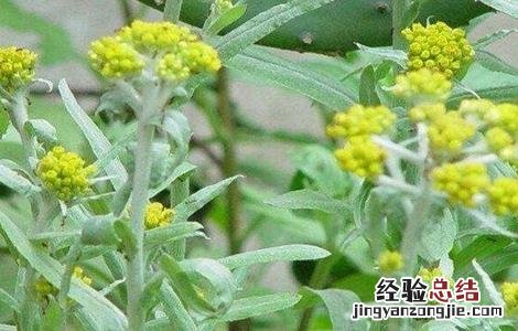 清明菜的种植方法和技术 清明菜的种植方法