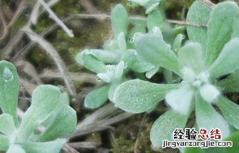 清明菜的种植方法和技术 清明菜的种植方法