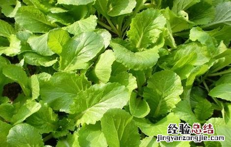 小白菜的种植方法 小白菜的种植方法和时间