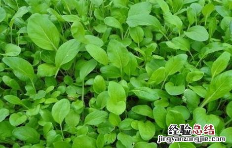 小白菜的种植方法 小白菜的种植方法和时间