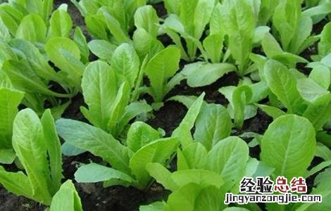 小白菜的种植方法 小白菜的种植方法和时间