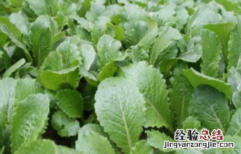小白菜的种植方法 小白菜的种植方法和时间