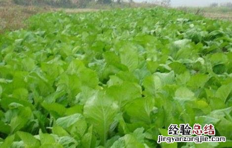 小白菜的种植方法 小白菜的种植方法和时间