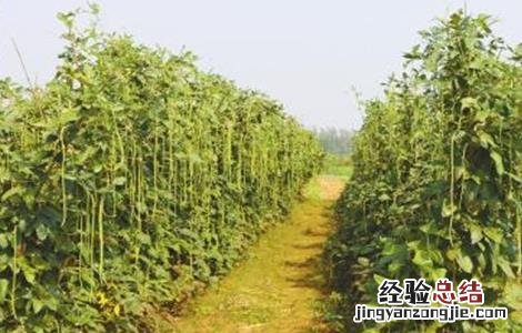 豆角常见病虫害及防治视频 豆角常见病虫害及防治
