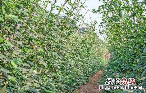 豆角常见病虫害及防治视频 豆角常见病虫害及防治