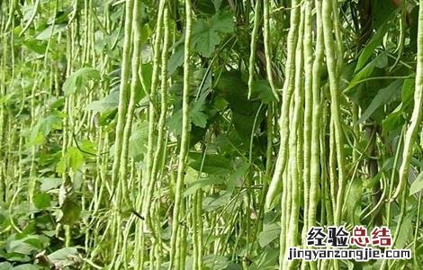 豆角常见病虫害及防治视频 豆角常见病虫害及防治