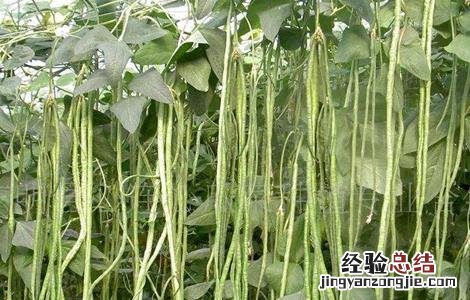 豆角常见病虫害及防治视频 豆角常见病虫害及防治