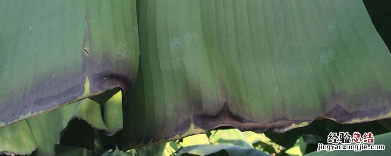 溴菌清与咪鲜胺 溴菌腈与咪鲜胺的区别