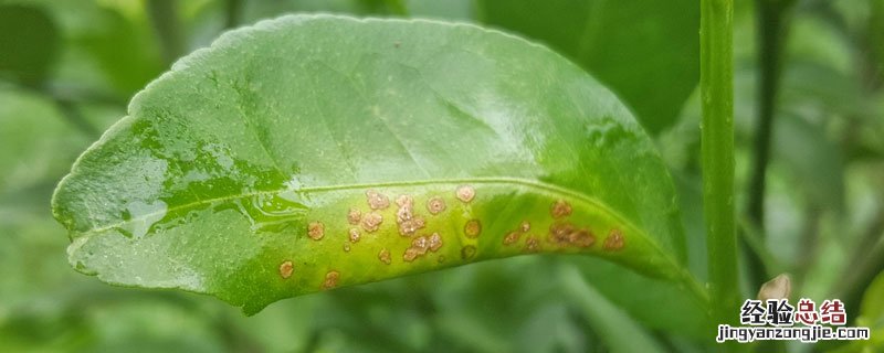 春雷中生霉素治什么病 春雷霉素药害症状