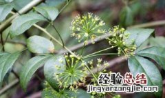 米兰花语是什么意思 米兰花的花语是什么意思