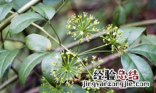 米兰花语是什么意思 米兰花的花语是什么意思