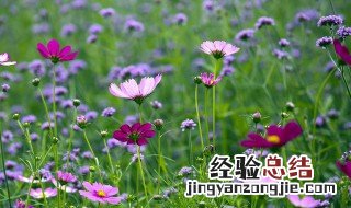 格桑花语是什么意思 格桑花花语是什么意思