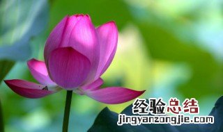 黄色马蹄莲花语是什么意思 马蹄莲花语是什么意思