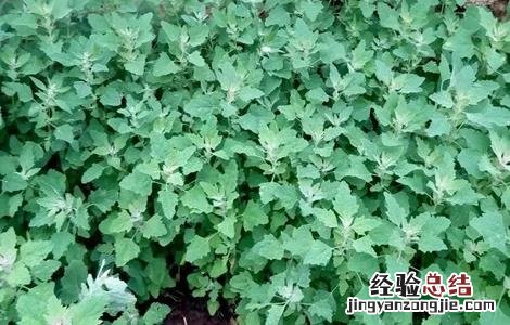 灰菜的种植方法 灰菜的种植方法和技术