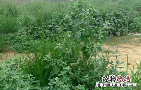 灰菜的种植方法 灰菜的种植方法和技术