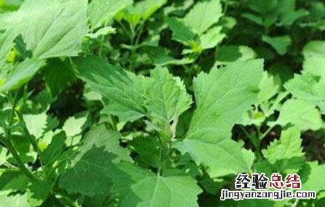 灰菜的种植方法 灰菜的种植方法和技术
