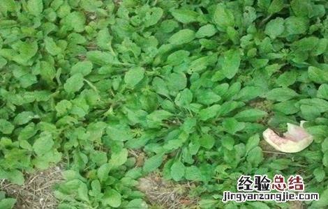 灰菜的种植方法 灰菜的种植方法和技术