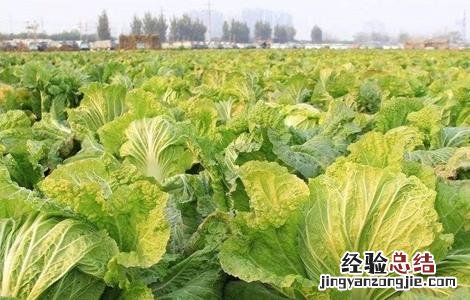 白菜包心期该如何管理好 白菜包心期该如何管理