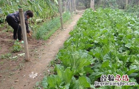 白菜包心期该如何管理好 白菜包心期该如何管理