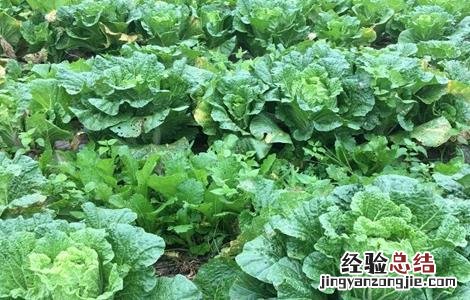 白菜包心期该如何管理好 白菜包心期该如何管理