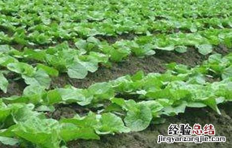 白菜包心期该如何管理好 白菜包心期该如何管理
