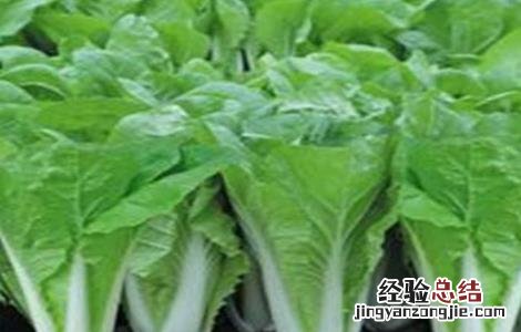 白菜的施肥规律及方法视频 白菜的施肥规律及方法