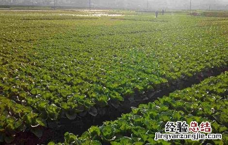 白菜的施肥规律及方法视频 白菜的施肥规律及方法