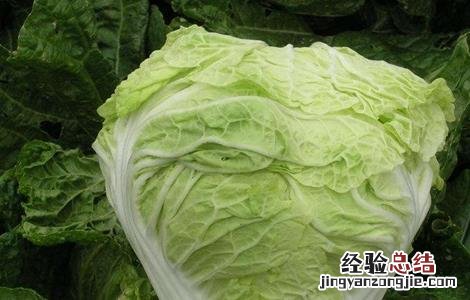 白菜的施肥规律及方法视频 白菜的施肥规律及方法