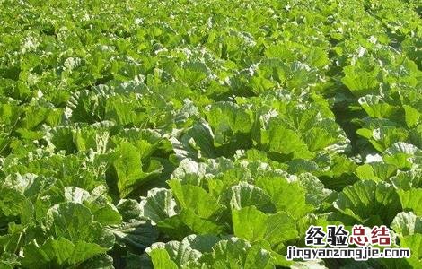 白菜的施肥规律及方法视频 白菜的施肥规律及方法