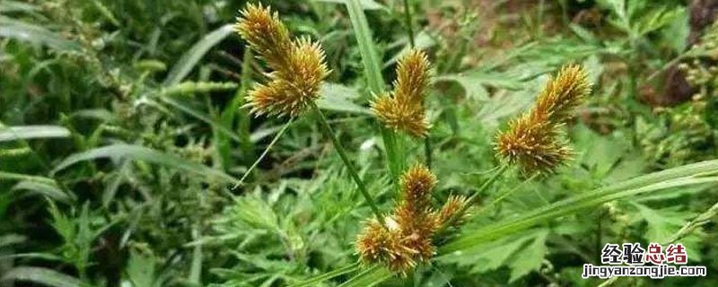 灭草松主治什么草 灭草松能灭什么草图谱