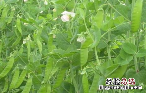 荷兰豆种植的注意事项和禁忌 荷兰豆种植的注意事项
