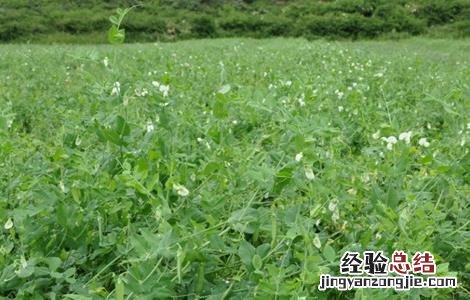 荷兰豆种植的注意事项和禁忌 荷兰豆种植的注意事项