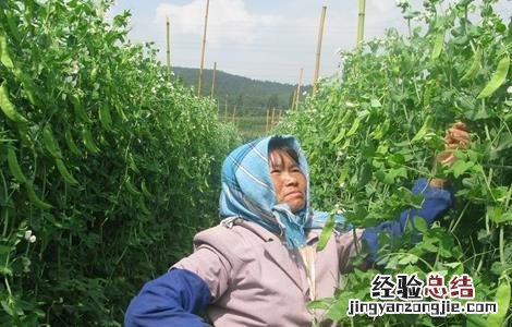 荷兰豆种植的注意事项和禁忌 荷兰豆种植的注意事项