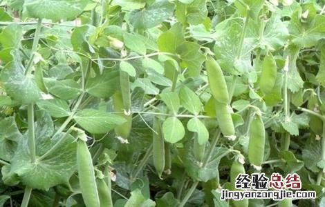 荷兰豆种植的注意事项和禁忌 荷兰豆种植的注意事项