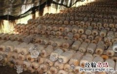 香菇烂棒的原因及防治方法 香菇烂棒的原因及防治方法图片