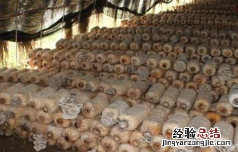香菇烂棒的原因及防治方法 香菇烂棒的原因及防治方法图片