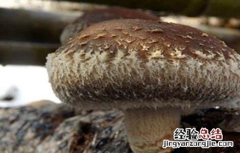 香菇烂棒的原因及防治方法 香菇烂棒的原因及防治方法图片