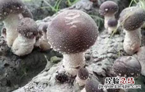 香菇烂棒的原因及防治方法 香菇烂棒的原因及防治方法图片