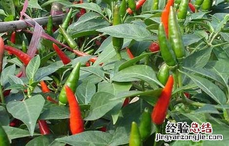 辣椒的田间管理技术 辣椒的田间管理技术论文