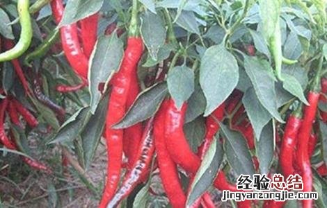 辣椒的田间管理技术 辣椒的田间管理技术论文