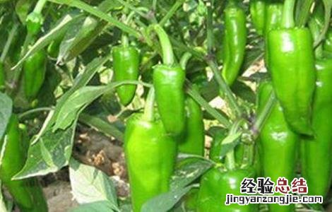 辣椒的田间管理技术 辣椒的田间管理技术论文