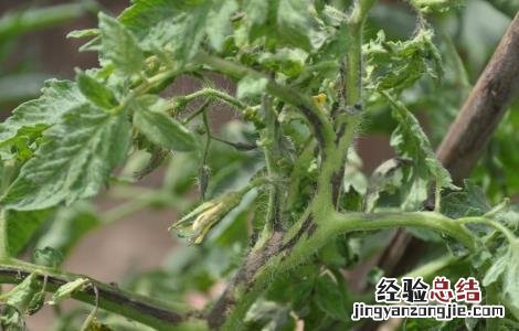 如何防治西红柿病毒病 如何防治西红柿病毒病虫害