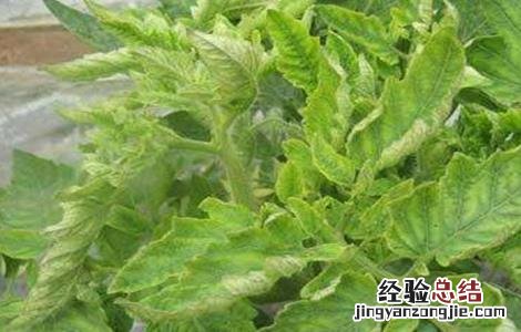 如何防治西红柿病毒病 如何防治西红柿病毒病虫害