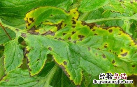 如何防治西红柿病毒病 如何防治西红柿病毒病虫害