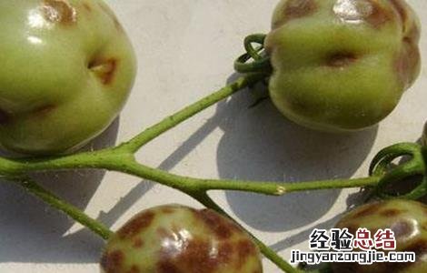 如何防治西红柿病毒病 如何防治西红柿病毒病虫害