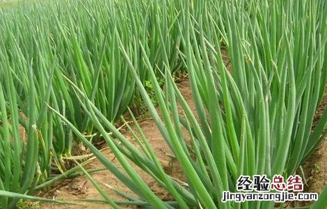 葱的高産四季栽培技术 葱的高産栽培技术